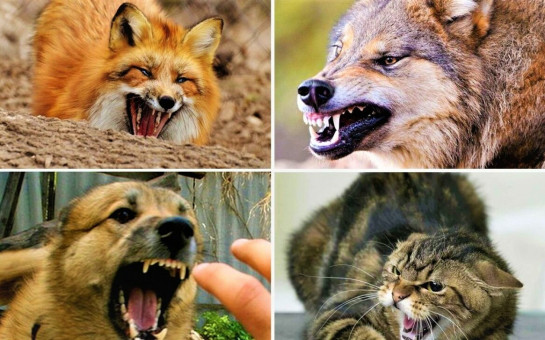 ПАМЯТКА БЕШЕНСТВО